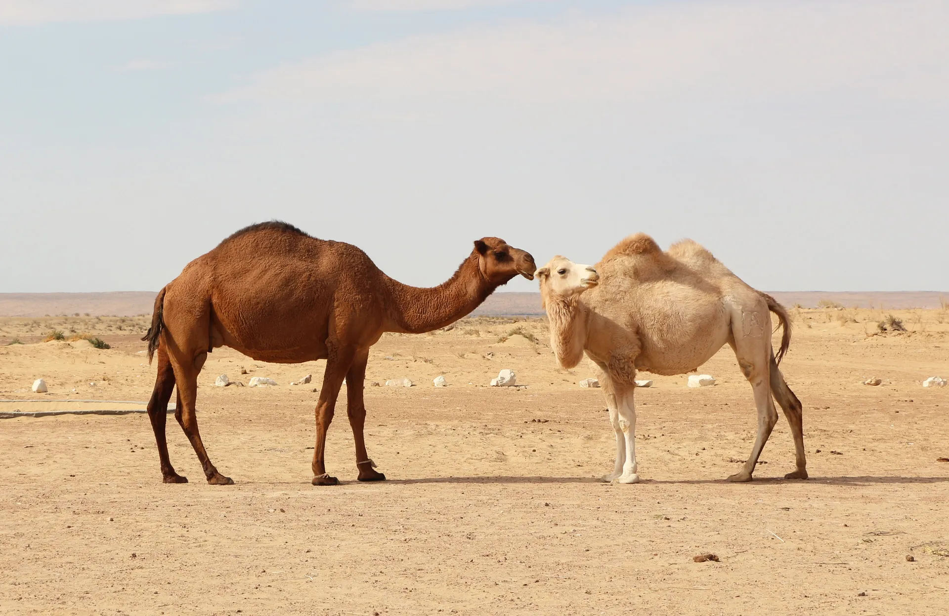 Camels in the Kyzylkum — the “red sands” desert that covers much of central and western Uzbekistan.