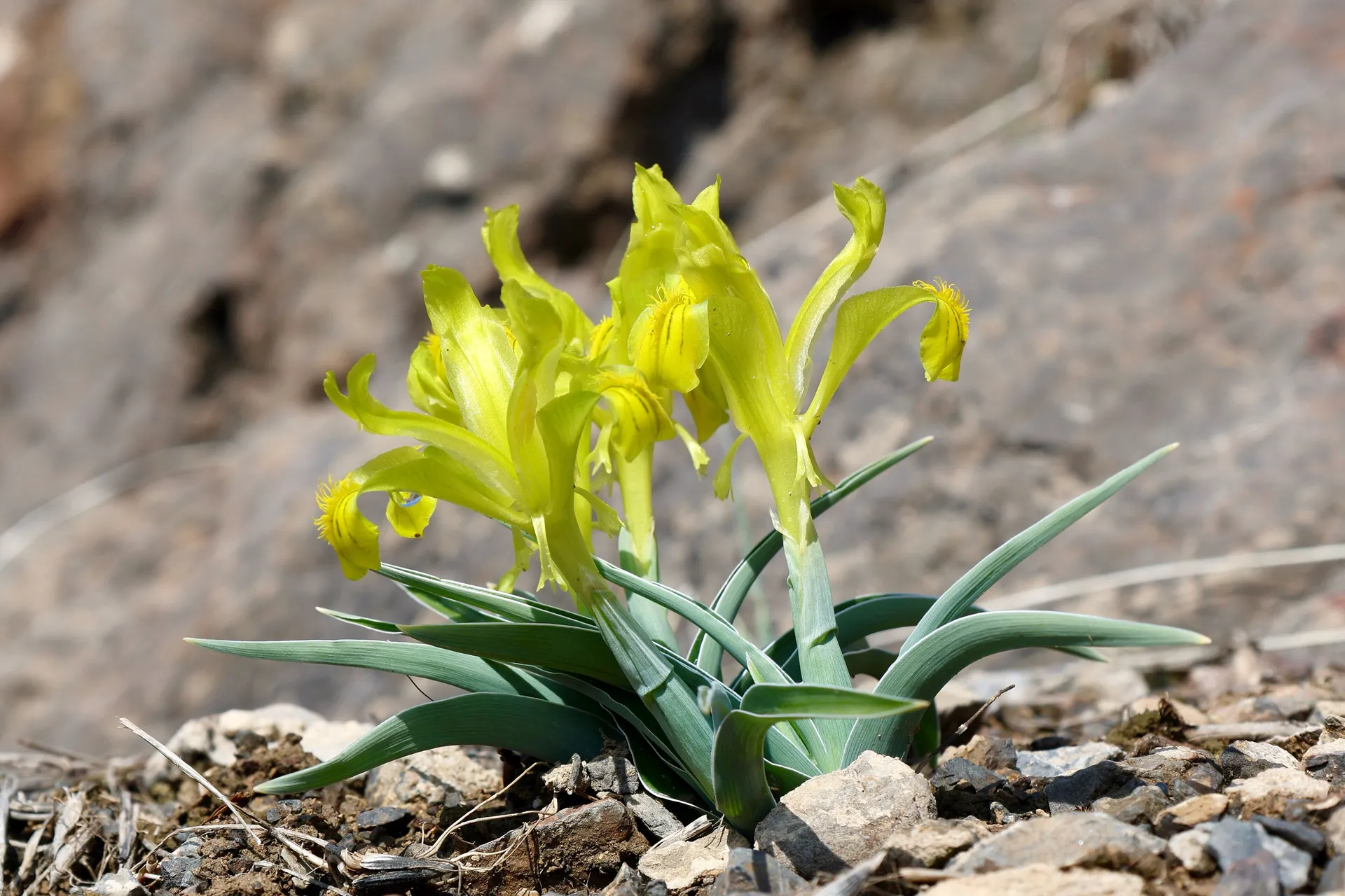 Iris tubergeniana on a rocky slope — a rare yellow iris of the Western Tian Shan.